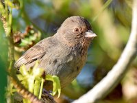 Towhee.jpg