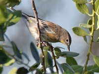 YellowRumpWarbler4.jpg