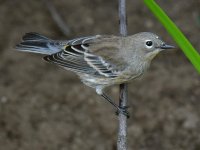 YellowRumpWarbler6.jpg