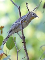 YellowRumpWarbler2.jpg
