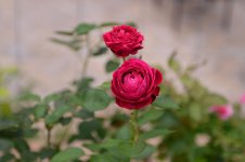 DSC_2010.jpg