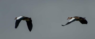 20151004-geese.jpg