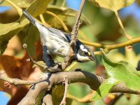 GrayWarbler3.jpg