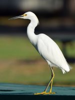 Egret.jpg