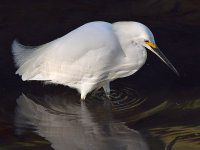 Egret2.jpg