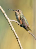 Hummer.jpg
