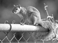 SquirrelBW.jpg