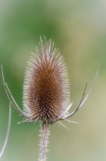 20151004-Thissle.jpg