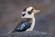 DSC_2384.jpg