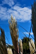 Pampus-Grass.jpg