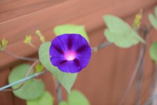 DSC_2004.jpg