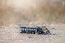 owl-and-mushrooms-tanja-brandt-81.jpg owl-and-mushrooms-tanja-brandt-81.jpg