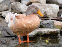 Duck.jpg