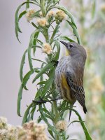 YellowRumpWarbler.jpg