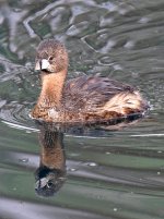 PiedGrebe2.jpg
