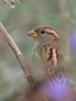 Sparrow2.jpg