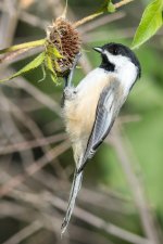 ChickadeeSeeds-3.jpg
