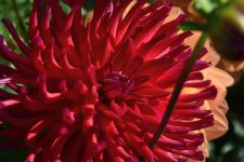 Early Sun on Dahlia.jpg