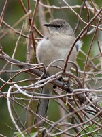 Mockingbird.jpg