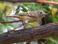 RubyCrownedKinglet.jpg