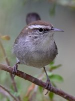 Wren.jpg