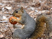 Squirrel.jpg