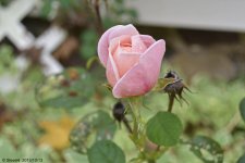 _DSC0501.jpg