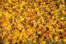 DSC04451.jpg