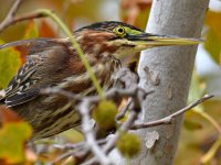 GreenHeron3.jpg
