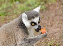 Ring-tailed Lemur 1.jpg