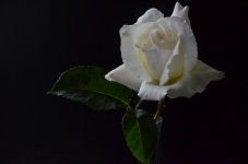 DSC_5010.JPG