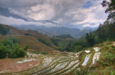 rice fields.jpg