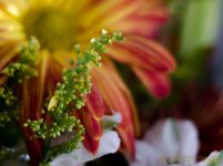 DSC_1188.jpg