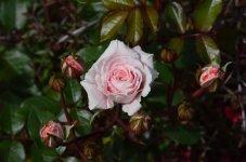 DSC_4895.JPG