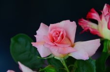 DSC_5040.JPG