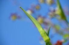 DSC_4701.JPG