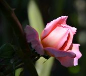 DSC_4705.JPG