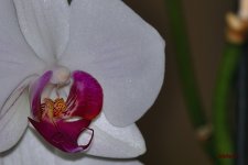 DSC_1320.jpg