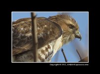 Red-Tail-Hawk-Portrait.jpg