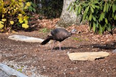 2012-11-23 Flat Rock NC Wild Turkey At Mom's House - for uploading.jpg