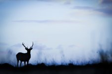 _DSC2811.jpeg