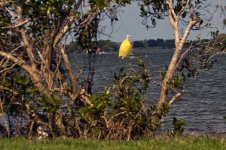 Sailing Manning River 054.jpg