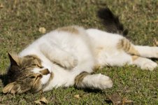 sleeping_cat_sm.jpg