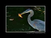 Great Blue Heron-1.jpg