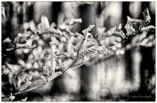 20121126-_JK26958_HDR-Edit.jpg