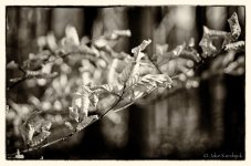 20121126-_JK26958-Edit.jpg
