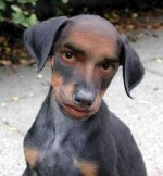 Creepy dog.jpg