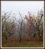 FOG1 028.JPG