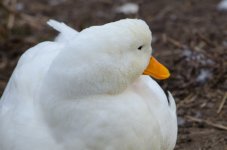 DSC_1672.jpg