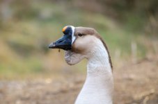 DSC_1673.jpg